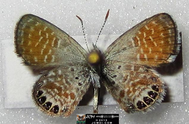 Brephidium exile (Western Pigmy Blue) images